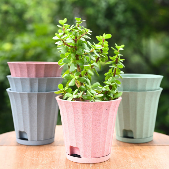 Ace Planter 5" Set of 6