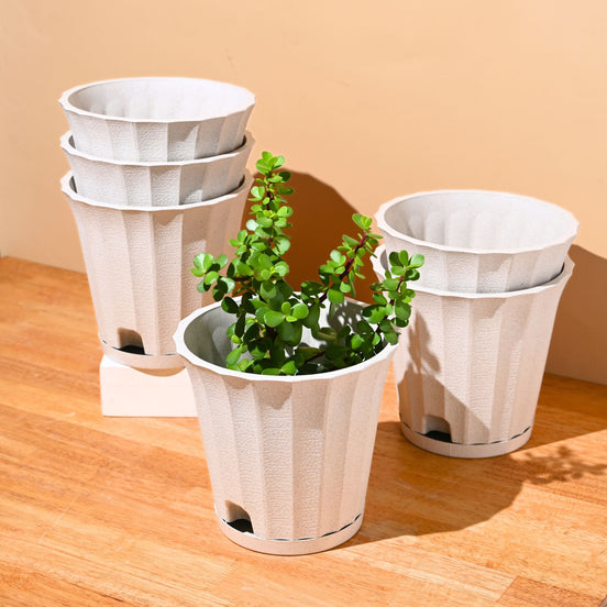 Ace Planter 7" Set of 6