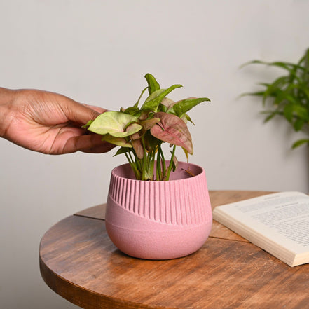 Oreo Planter 4" Set of 1