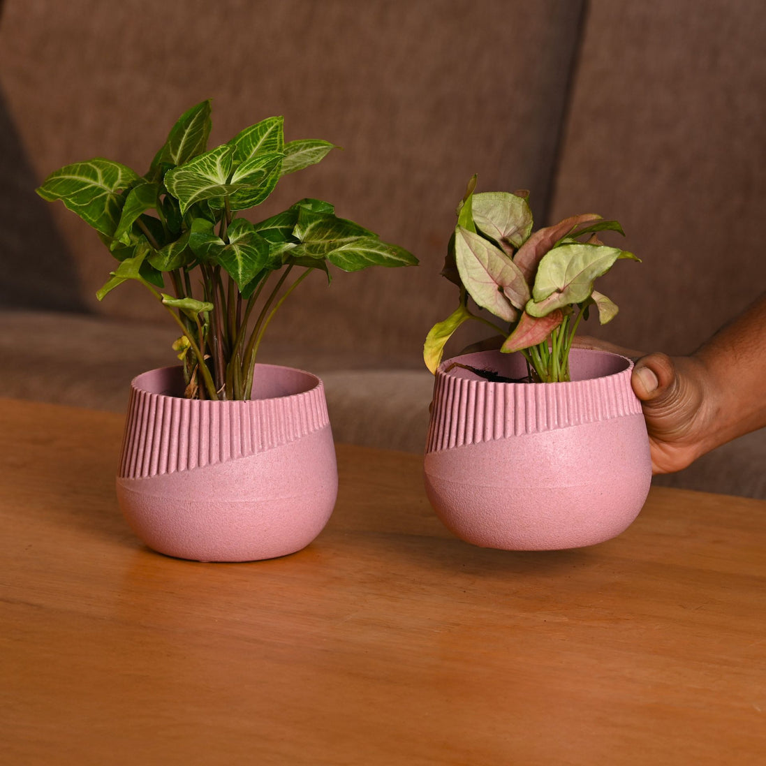 Oreo Planter 4" Set of 2