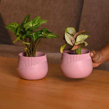 Oreo Planter 4" Set of 2