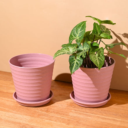 Linea Planter 5.5 " | Set of 2