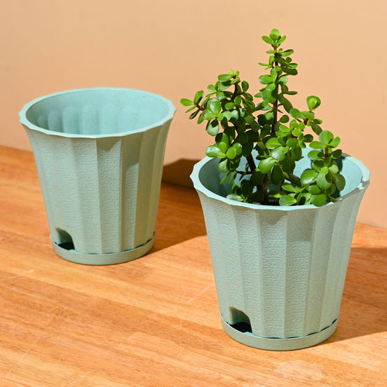Ace Planter 7" Set of 2