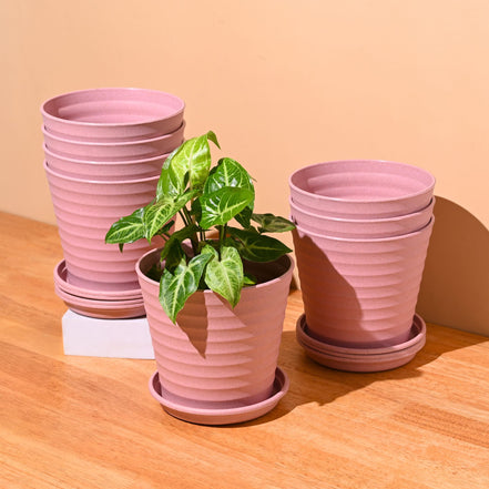 Linea Planter 5.5 " | Set of 8
