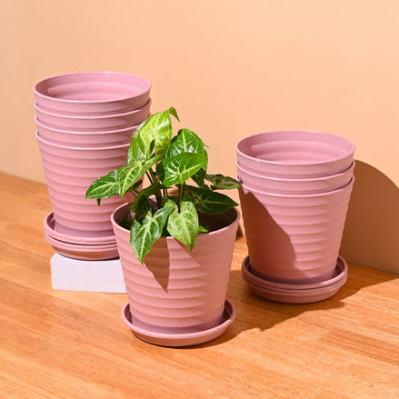 Linea Planter 5.5 " | Set of 8