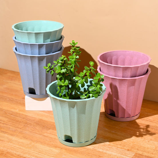 Ace Planter 7" Set of 6