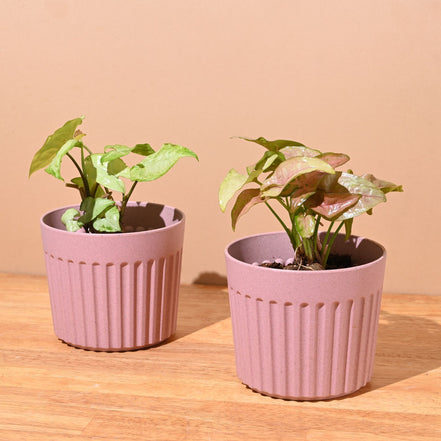 Romano Pot 5" Set of 2