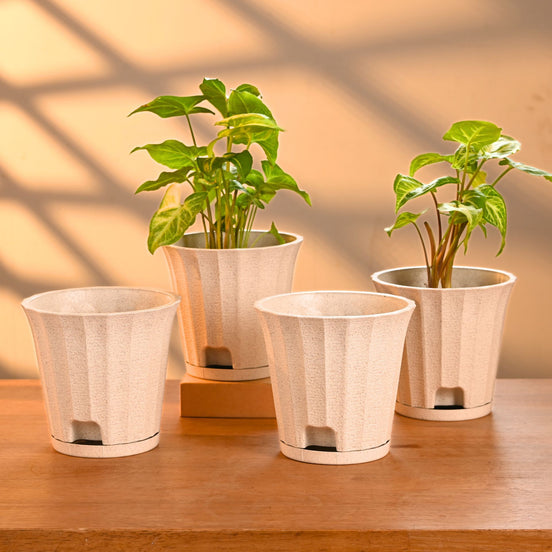 Ace Planter 5" Set of 4