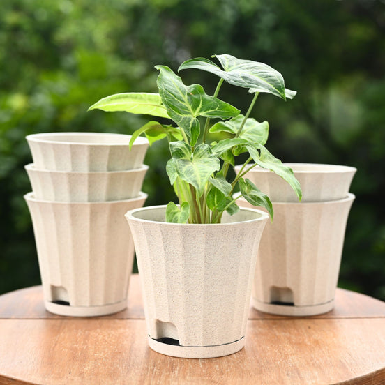 Ace Planter 5" Set of 6