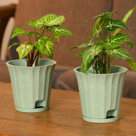 Ace Planter 5" Set of 2