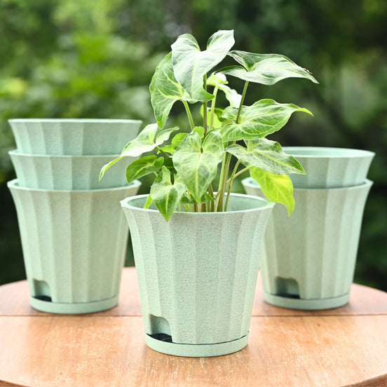 Ace Planter 5" Set of 6