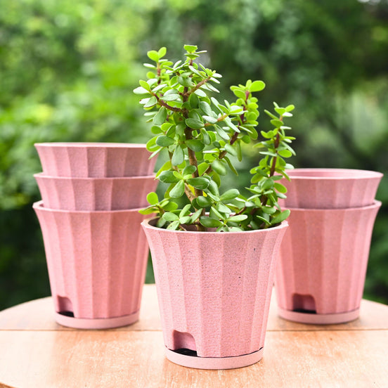 Ace Planter 5" Set of 6