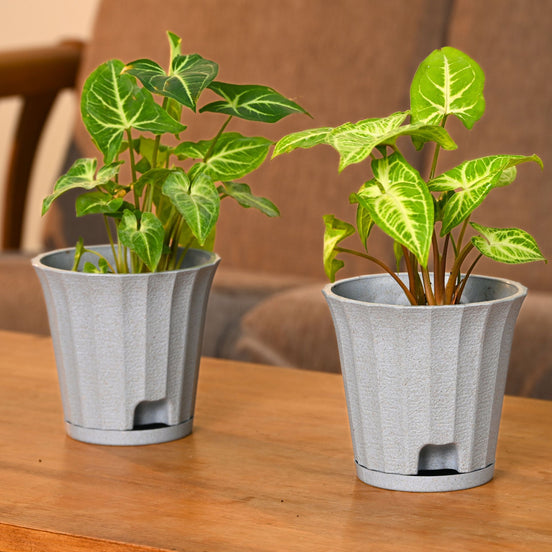 Ace Planter 5" Set of 2