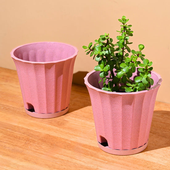 Ace Planter 7" Set of 2
