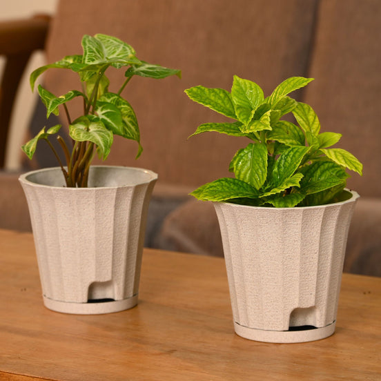 Ace Planter 5" Set of 2